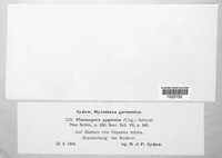 Plasmoverna pygmaea image